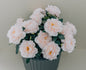 Peony Lid