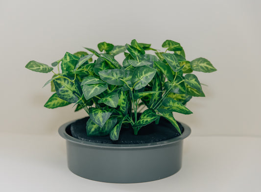 Greenery Lid