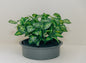 Greenery Lid
